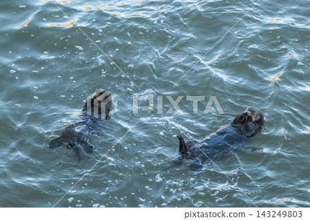 Two sea otters floating in the ocean - Kiritappu Cape, Hokkaido Two sea otters floating in the ocean - Kiritappu Cape, Hokkaido 143249803