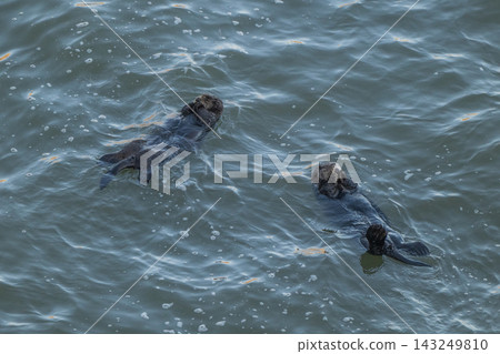 Two sea otters floating in the ocean - Kiritappu Cape, Hokkaido Two sea otters floating in the ocean - Kiritappu Cape, Hokkaido 143249810