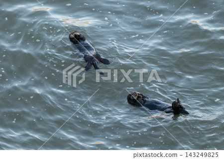 Two sea otters floating in the ocean - Kiritappu Cape, Hokkaido Two sea otters floating in the ocean - Kiritappu Cape, Hokkaido 143249825
