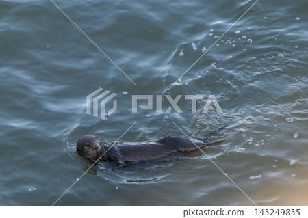 Two sea otters floating in the ocean - Kiritappu Cape, Hokkaido Two sea otters floating in the ocean - Kiritappu Cape, Hokkaido 143249835
