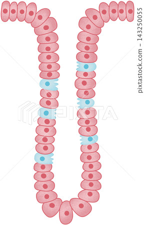 pink gastric glands pink gastric glands 143250055