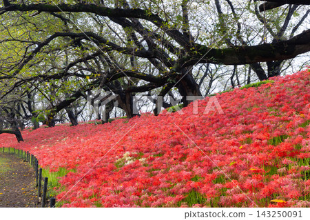埼玉縣佐手市甲府間縣立公園－權賢苑，盛開著紅花彼岸花（Lycoris radiata）。漫山遍野的紅花鋪滿了櫻花樹環繞的山坡。 143250091