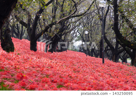 埼玉縣佐手市甲府間縣立公園-權賢苑,盛開著紅花彼岸花(Lycoris radiata)。漫山遍野的紅花鋪滿了櫻花樹環繞的山坡。 埼玉縣佐手市甲府間縣立公園-權賢苑,盛開著紅花彼岸花(Lycoris radiata)。漫山遍野的紅花鋪滿了櫻花樹環繞的山坡。 143250095