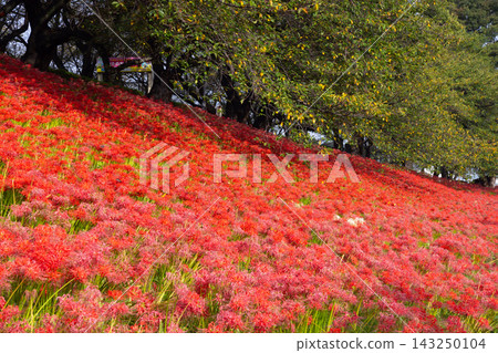 Red spider lilies (Lycoris radiata) at Gongendo Park, a prefectural park in Kofu-ma, Satte City, Saitama Prefecture. A carpet of red flowers covers the slopes lined with cherry trees. Red spider lilies (Lycoris radiata) at Gongendo Park, a prefectural park in Kofu-ma, Satte City, Saitama Prefecture. A carpet of red flowers covers the slopes lined with cherry trees. 143250104