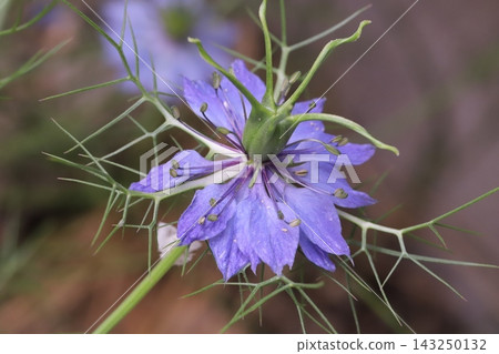 Blue nigella flowers blooming in the spring garden. Blue nigella flowers blooming in the spring garden. 143250132