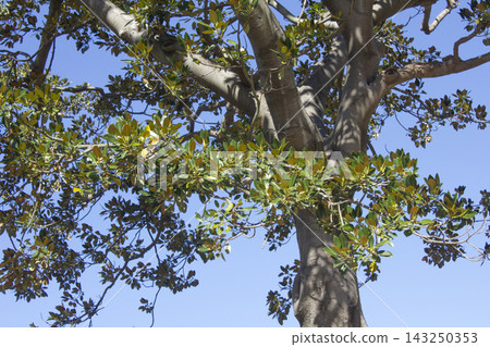This is a low-angle shot of a eucalyptus tree. This is a low-angle shot of a eucalyptus tree. 143250353