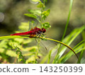 Shoujo dragonfly 143250399