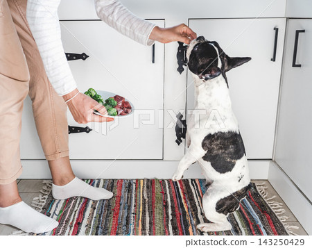 Cute dog patiently waiting for healthy meal with raw meat 143250429