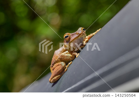 Tree frog resting on a surface in close-up Tree frog resting on a surface in close-up 143250504