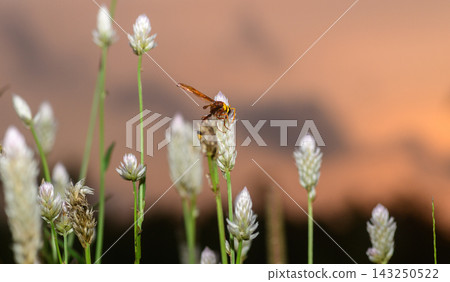 Wasp rests on a white flower spike in warm evening light. Detailed macro wildlife scene with a soft sky backdrop. Wasp rests on a white flower spike in warm evening light. Detailed macro wildlife scene with a soft sky backdrop. 143250522