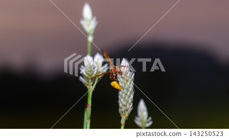 Wasp rests on a white flower spike. Detailed macro wildlife scene with a dawn sky backdrop. Wasp rests on a white flower spike. Detailed macro wildlife scene with a dawn sky backdrop. 143250523