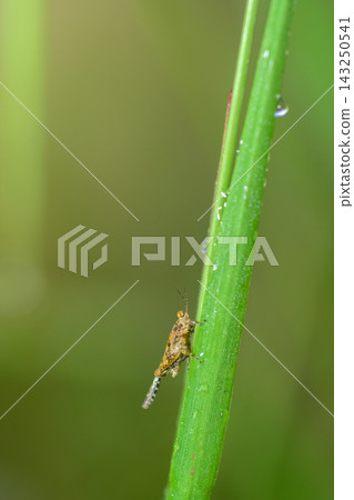 Macro photograph of a small mottled brown leafhopper perched on a green grass stem, soft natural background with copy space Macro photograph of a small mottled brown leafhopper perched on a green grass stem, soft natural background with copy space 143250541