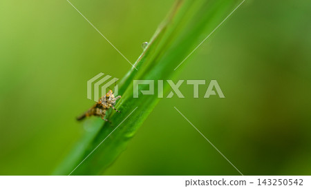 Macro photograph of a small mottled brown leafhopper perched on a green grass stem, soft natural background with copy space 143250542