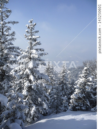 Snowy landscape at Hornle Mountain, alpine foothills in Bavaria, Germany Snowy landscape at Hornle Mountain, alpine foothills in Bavaria, Germany 143250601