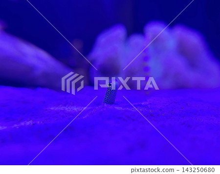 花園鰻的特寫 花園鰻的特寫 143250680
