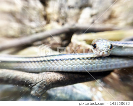 Close-up of a snake Close-up of a snake 143250683