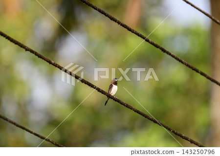 Munia bird perched on a wire against a soft natural background 143250796