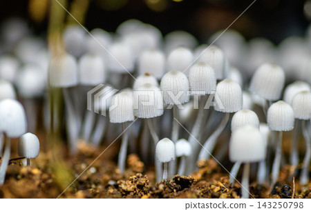 A dense colony of white Fairy inkcap mushrooms growing from rich forest soil beneath fallen branches and natural woodland debris 143250798