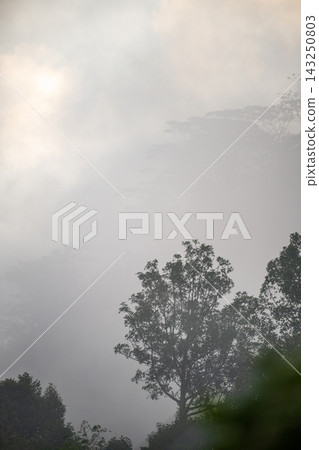 Misty forest landscape with silhouetted trees and diffused sunlight through dense fog Misty forest landscape with silhouetted trees and diffused sunlight through dense fog 143250803