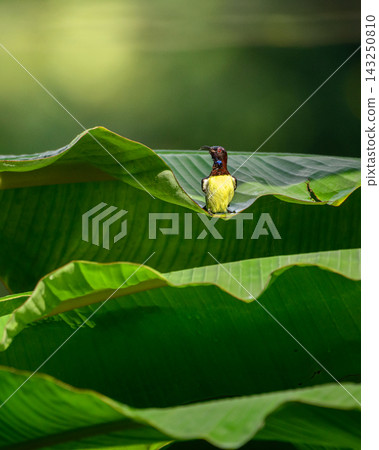 Purple-rumped sunbird bathing in rainwater collected on a banana leaf 143250810