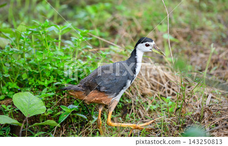A white-breasted waterhen walking through lush green vegetation in a natural wetland habitat A white-breasted waterhen walking through lush green vegetation in a natural wetland habitat 143250813