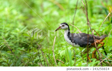 A white-breasted waterhen walking through lush green vegetation in a natural wetland habitat 143250814