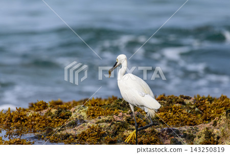 A Little Egret (Egretta garzetta) standing on a rocky, seaweed-covered reef while holding a small fish in its bill against a soft natural ocean background A Little Egret (Egretta garzetta) standing on a rocky, seaweed-covered reef while holding a small fish in its bill against a soft natural ocean background 143250819