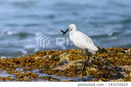 A Little Egret (Egretta garzetta) standing on a rocky, seaweed-covered reef while holding a small fish in its bill against a soft natural ocean background A Little Egret (Egretta garzetta) standing on a rocky, seaweed-covered reef while holding a small fish in its bill against a soft natural ocean background 143250820