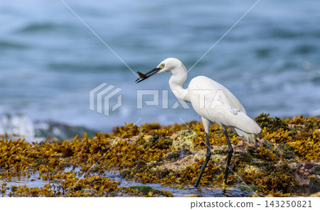 A Little Egret (Egretta garzetta) standing on a rocky, seaweed-covered reef while holding a small fish in its bill against a soft natural ocean background A Little Egret (Egretta garzetta) standing on a rocky, seaweed-covered reef while holding a small fish in its bill against a soft natural ocean background 143250821
