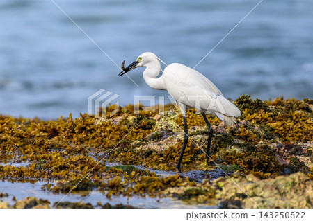 A Little Egret (Egretta garzetta) standing on a rocky, seaweed-covered reef while holding a small fish in its bill against a soft natural ocean background A Little Egret (Egretta garzetta) standing on a rocky, seaweed-covered reef while holding a small fish in its bill against a soft natural ocean background 143250822