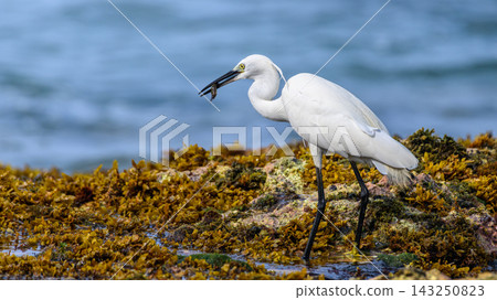 A Little Egret (Egretta garzetta) standing on a rocky, seaweed-covered reef while holding a small fish in its bill against a soft natural ocean background 143250823