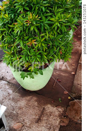 Potted Syzygium Myrtifolium Plant in Light Green Pot Potted Syzygium Myrtifolium Plant in Light Green Pot 143251078