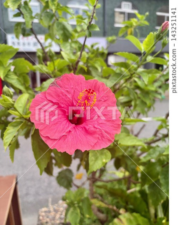 紅芙蓉 143251141