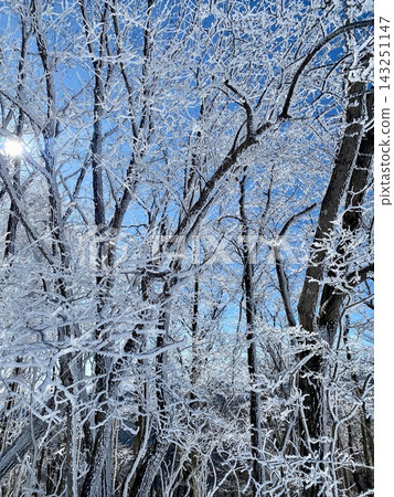 白雪覆蓋的樹木 143251147