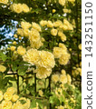 黃花 143251150