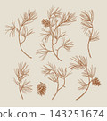 Set of vintage pine branches and cones 143251674