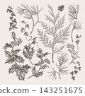 Vintage winter botanicals. Black and white. 143251675