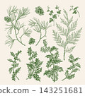 Set featuring winter plants. Green. 143251681