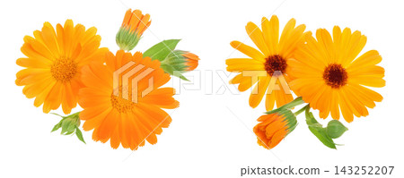 Calendula. Marigold flower isolated on white background Calendula. Marigold flower isolated on white background 143252207