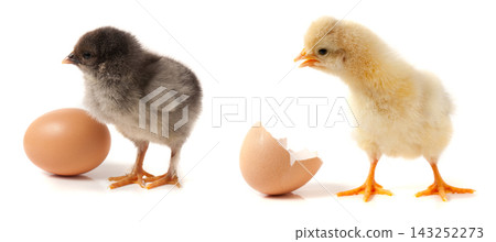 Cute little chicken with egg isolated on white background Cute little chicken with egg isolated on white background 143252273