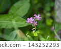 Pink oxalis flowers that bloom in spring 143252293