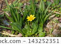 Lesser lyukinka in the spring park 143252351