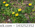 Lesser lyukinka in the spring park 143252352