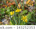 Lesser lyukinka in the spring park 143252353