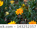 Gazanias in vibrant spring bloom 143252357