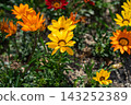 Vibrantly colored gazania flowers 143252389