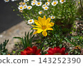 Gazania flowers blooming in the spring sunshine 143252390