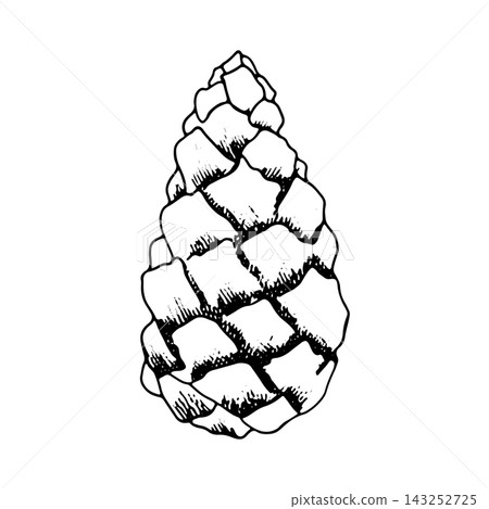 Pine cone. Hand-drawn ink illustration, isolated on white; suitable for botanical-themed decor, print design, and printing on fabrics or tableware Pine cone. Hand-drawn ink illustration, isolated on white; suitable for botanical-themed decor, print design, and printing on fabrics or tableware 143252725