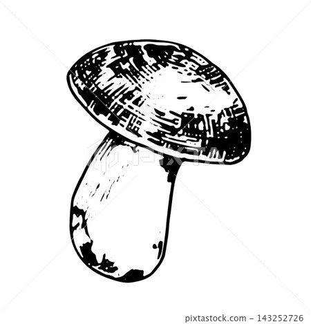 Large porcini mushroom. Ink-style illustration, isolated on white. An autumn vector cards, print materials, and blogs. Suitable for projects related to ecology and nature Large porcini mushroom. Ink-style illustration, isolated on white. An autumn vector cards, print materials, and blogs. Suitable for projects related to ecology and nature 143252726