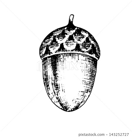 Acorn. An isolated vector illustration on a white background, created using hand-drawn ink style; suitable as a heraldic symbol, for botanical-themed decor, graphic design, and textile printing Acorn. An isolated vector illustration on a white background, created using hand-drawn ink style; suitable as a heraldic symbol, for botanical-themed decor, graphic design, and textile printing 143252727